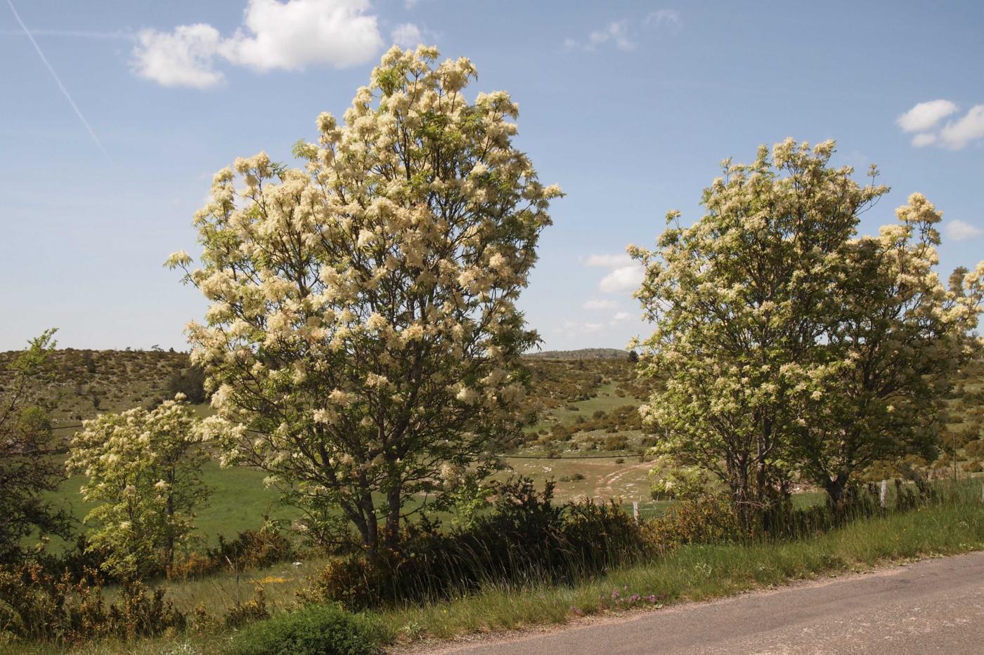 Ash, Flowering plant